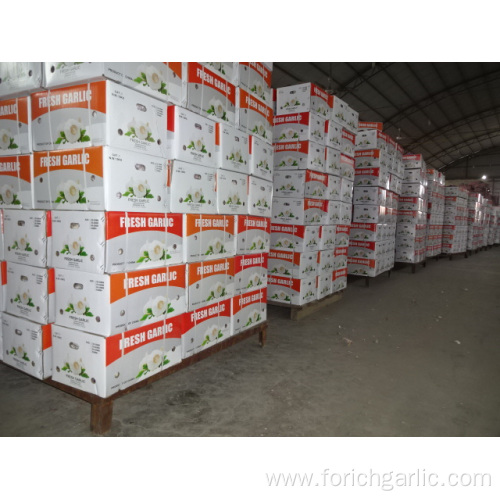 Normal White Garlic New Crop From Jinxiang